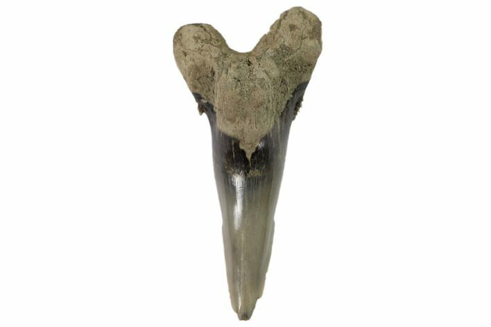 Lower Shark Tooth Fossil (Hemipristis) - Virginia #102129